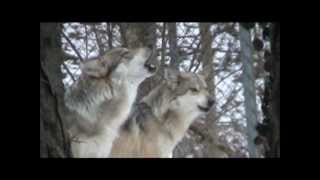 ☆❥¸¸☆☆❥ Grey wolves howling [upl. by Ycnahc409]