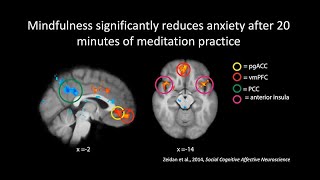 The Neuroscience of Meditation Mindfulness and Compassion [upl. by Waddington42]