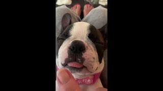 AMAZINGLY FUNNY Boston Terrier Dog Breed Compilation [upl. by Xyla]