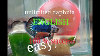 daphnia moina culture Easy way Unlimited production English  with sub Green water Chlorella [upl. by Enawd254]