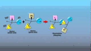 Peptide Bonds [upl. by Lovato123]