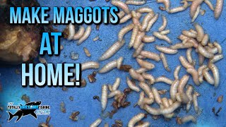 How to make Maggots at Home  TAFishing [upl. by Gotthard756]