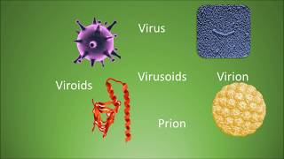 Difference among virus virion viroids virusoids and prions [upl. by Guadalupe]