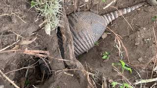 Resident Armadillo  Digging a hole [upl. by Akkin]