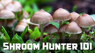 ShroomHunter 101 Identify Wild Magic Mushrooms Psilocybin [upl. by Norramic]