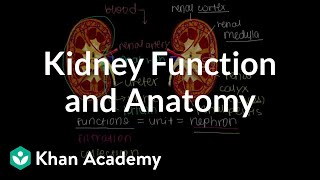 Kidney function and anatomy  Renal system physiology  NCLEXRN  Khan Academy [upl. by Marisa]