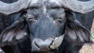 Unique Relationship Birds Help Clean Buffalo Nose [upl. by Yrahcaz]