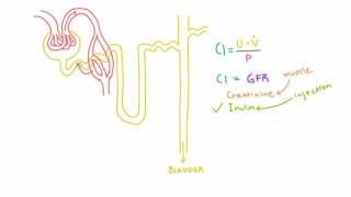 Inulin and PAH and their use in measuring GFR and RPF [upl. by Dnomal]