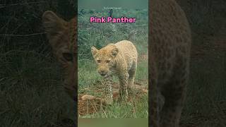 Do Pink Panther Exist [upl. by Hinkel]