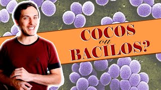 Formato das bactérias Microbiologia [upl. by Cha663]