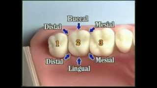 V109 Patient Records Management amp Dental Charting [upl. by Sorrows]