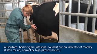 Abdominal examination in ruminants [upl. by Odelet]