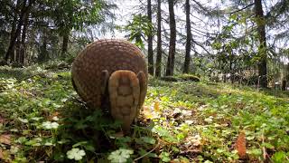 ThreeBanded Armadillo Gets The Zoomies [upl. by Rochella]