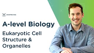 Eukaryotic Cell Structure amp Organelles  Alevel Biology  OCR AQA Edexcel [upl. by Tengdin389]