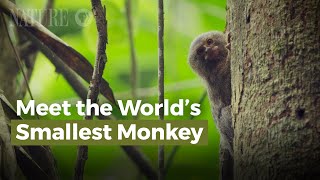 Meet the Worlds Smallest Monkey [upl. by Natiha657]