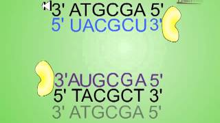 Antisense RNA technology [upl. by Riana]