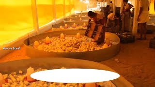 How to Start Poultry Farm Complete Method of Broiler Chicks Beginning Process [upl. by Salman606]