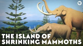 The Island of Shrinking Mammoths [upl. by Novek]