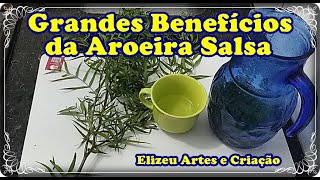 Aroeira Salsa e Seus benefícios [upl. by Anitsrik]