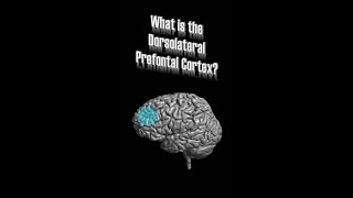 Dorsolateral Prefrontal Cortex DLPFC [upl. by Ellehcil]