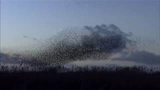 Starling Murmurations [upl. by Dnomaj]