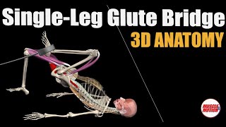 Hip Thrust vs Glute Bridge Whats the Difference [upl. by Aneleve273]