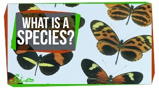 What Makes a Species a Species [upl. by Atiuqes]