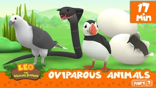 Oviparous Animals Minisode Compilation Part 77  Leo the Wildlife Ranger  Animation  For Kids [upl. by Paulie]