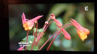 Tropaeolum tuberosum [upl. by Ramos]