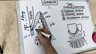 gingiva anatomy  part 1 Carranza [upl. by Hicks]