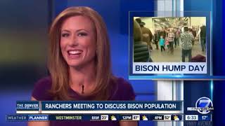 News Anchor Cant Stop Laughing At Bison Story [upl. by Sokim]