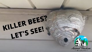 How To Treat A BaldFaced Hornet Nest [upl. by Enelad]