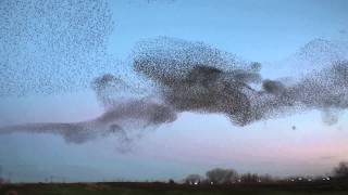 Starling Murmuration Natomas Sacramento California [upl. by Oz]