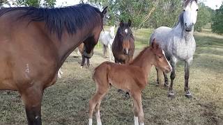 134ll Orphan Foal Finds A New Mum Australian Brumby challenge  Lara Beth [upl. by Allx769]