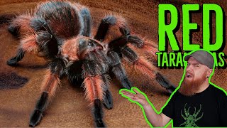 Top 10 RED Tarantulas that YOU NEED [upl. by Norris]