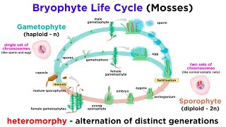 Bryophytes and the Life Cycle of Plants [upl. by Ailis]