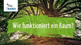 Wie funktioniert ein Baum [upl. by Gulgee]