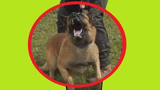 MALINOIS AGRESSIF  HUMAINS  CHIENS  MALE amp FEMELLE [upl. by Suolevram945]