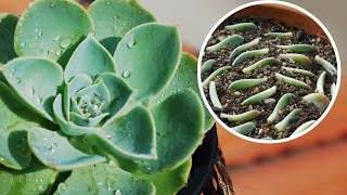 How to grow ECHEVERIA succulent from CUTTINGS and LEAVES  Care conditions [upl. by Laubin673]