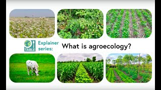 What is agroecology TABLE explainer video series [upl. by Anikehs]