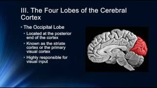 Introduction to the Cerebral Cortex [upl. by Neomah849]