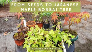 From Seeds to Japanese Maple Bonsai tree  STEP BY STEP in 6 mins [upl. by Ethelbert76]