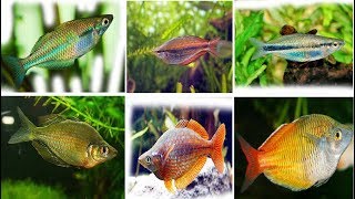 Beautiful Rainbowfish and Their Basic info [upl. by Assedo389]