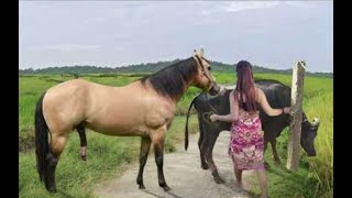 My sister training care her lovely horse in beginner 2021 [upl. by Haniraz]