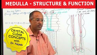 Medulla Oblongata  Structure and Function  Neuroanatomy [upl. by Sivert522]