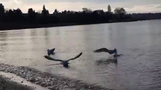 Beautiful Bird at Kitsilano beach Vancouver [upl. by Lacombe]