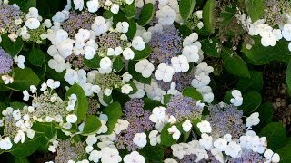 Hydrangea macrophylla Lacecap [upl. by Rhine]