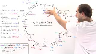 Overview of Citric Acid Cycle [upl. by Bing]