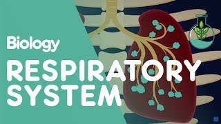 Respiratory System  Introduction  Physiology  Biology  FuseSchool [upl. by Lyon]