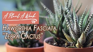 Haworthia fasciata quotZebra Cactusquot Care  A Plant A Week [upl. by Bekki]